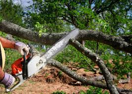 How Our Tree Care Process Works  in  National City, CA